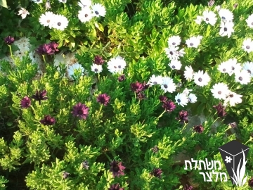 גרמית - Osteospermum