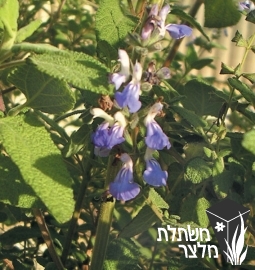 מרווה - Salvia