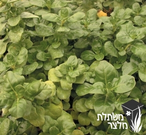 קופרוסמה - Coprosma