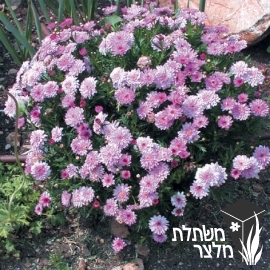 חרצית - Chrysanthemum