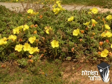 נר-לילה - Oenothera