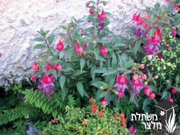 פוקסיית - Fuchsia