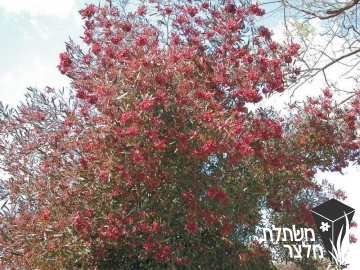 דודנאה - Dodonaea