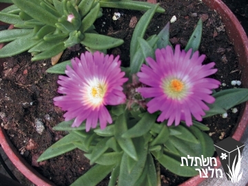 דלוספרמת - Delosperma