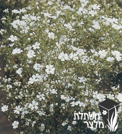 גיבסנית - Gypsophila