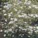 גיבסנית - Gypsophila