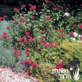 פנטס - Pentas