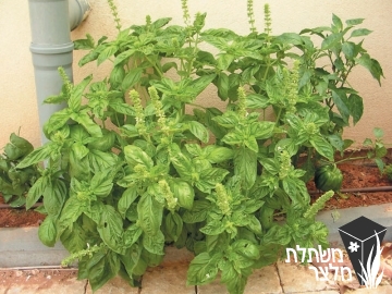 ריחן -  Ocimum