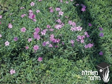 ציפורן - Dianthus