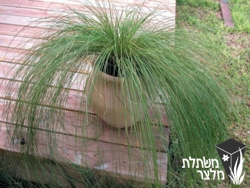 כריך - Carex