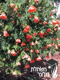 אבוטילון - Abutilon