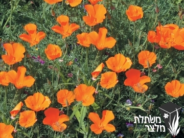 אשולציה - Eschscholzia