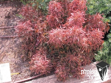 אקליפה - Acalypha