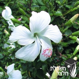 היביסקוס - Hibiscus