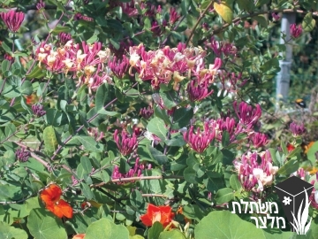 יערה - Lonicera