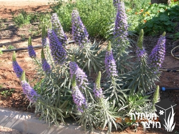 עכנאי - Echium