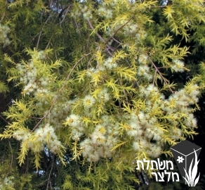 מללויקה - Melaleuca