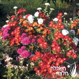 חרצית - Chrysanthemum