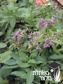 מרוות - Salvia