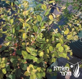 יערה - Lonicera