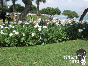 מרגרטה - Chrysanthemum