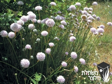 ארמריה - Armeria