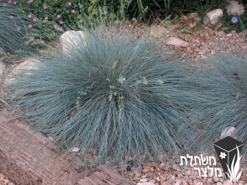 בן-אפר - Festuca