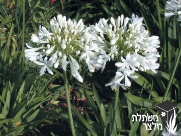 אגפנתוס - Agapanthus