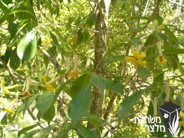 הינומית - Hymenosporum