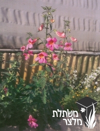 רימניה - Rehmannia