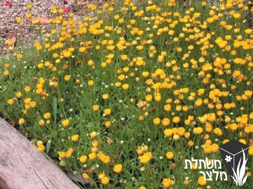 חרצית - Chrysanthemum