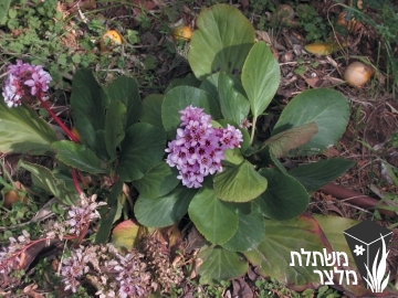 ברגניה - Bergenia