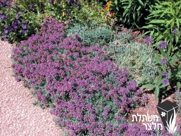 געדת - Teucrium