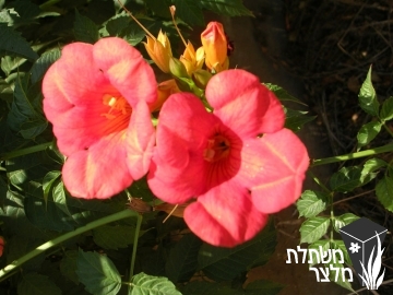 עקולית - Campsis