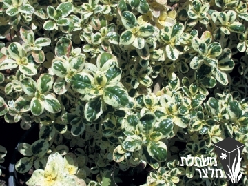 קופרוסמה - Coprosma