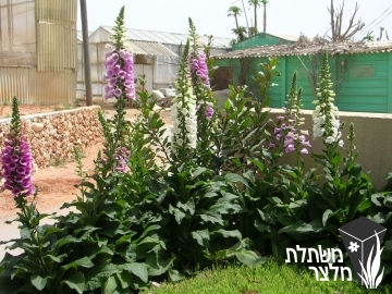 אצבעונית - Digitalis