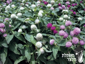 גומפרנה - Gomphrena