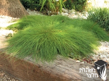 בן-אפר - Festuca