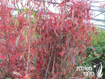 אקליפה - Acalypha