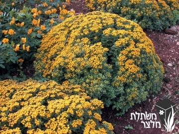 חרצית - Chrysanthemum