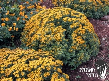 חרצית - Chrysanthemum