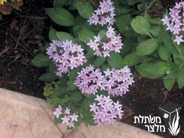 פנטס - Pentas