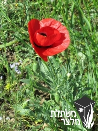 פרג - Papaver