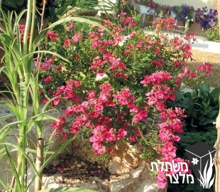 דיאסקיית - Diascia