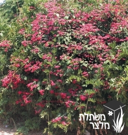 קלרודנדרון - Clerodendrum