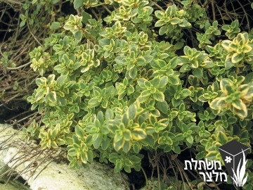 בת - קורנית - Thumus