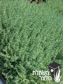 צורית - Sedum