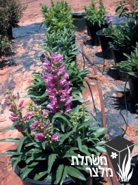 פנסטמון - Penstemon