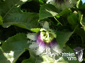 שעונית - Passiflora