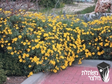 עינן - Euryops